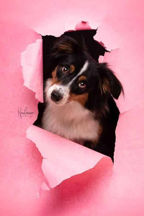 I Took Pictures Of Dogs Before They Nearly Destroyed My Studio Creative Pet Photography, Dog Photography Ideas Creative, Dog Photography Studio, Pet Photography Studio, Most Beautiful Dogs, Dog Poses, Dog Photoshoot, Pictures Of Dogs, Dog Photograph