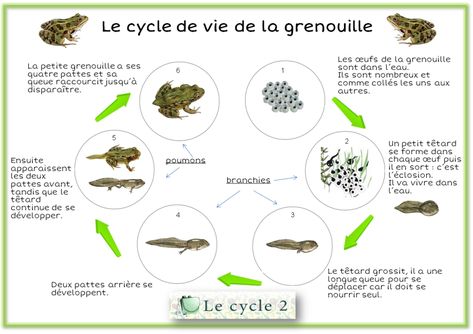 schema-cycle-de-vie-de-la-grenouille-cycle-2-ce1-ce2 Science For Kids, Wordpress, Science