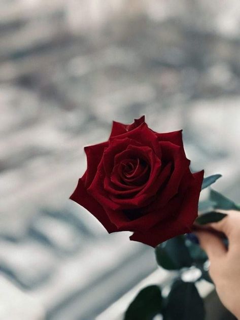 Red Roses Pictures, Red Rose Pictures, Attractive Wallpapers, Rose Flower Photos, Red Roses Wallpaper, Rose Flower Pictures, Rose Flower Wallpaper, Aesthetic Roses, Flowers Photography Wallpaper