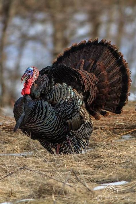 Wild turkey by John Haig Turkey Pics, Turkey Pictures, Aesthetic Bird, Hunting Turkey, Wild Turkey Recipes, Farming Land, Turkey Farm, Turkey Bird, Quail Hunting