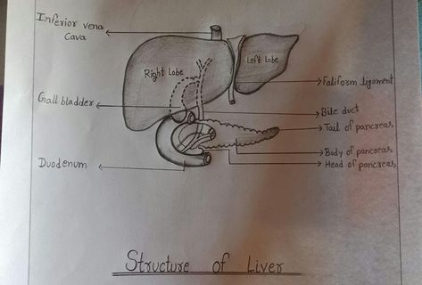 Liver Diagram, Biology Diagrams, Learn Biology, Baked Chicken Recipes Easy, Nurse Inspiration, Nursing School Notes, Biology Notes, Hand Writing, School Notes