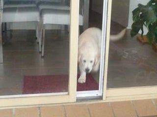 DIY Automatic Pet Doors - Instructables Dog Door Ideas Sliding Glass Door, Diy Dog Door Sliding Door, Sliding Door Dog Door, Diy Dog Door, Pet Doors, Pet Door, Automatic Door, Door Kits, Dog Door