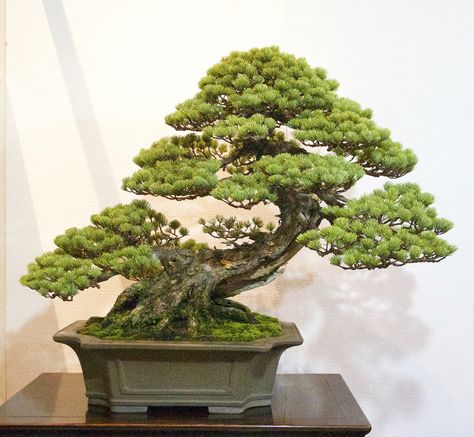 Bonsai For Beginners, Bonsai Mame, Japanese Bonsai Tree, Bonsai Forest, Bonsai Tree Types, Bonsai Ideas, Pine Bonsai, Bonsai Tree Care, Indoor Bonsai Tree