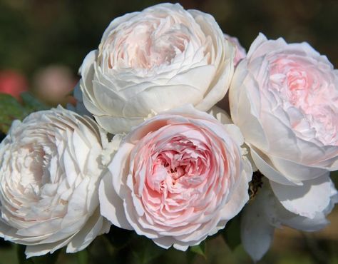 Earth Angel Parfuma+(Palatine+Roses) Earth Angel Rose, Roses In Garden, Thornless Roses, New Dawn Climbing Rose, Bare Root Roses, Faith Rose, Pink Earth, Michigan Garden, Propagating Roses