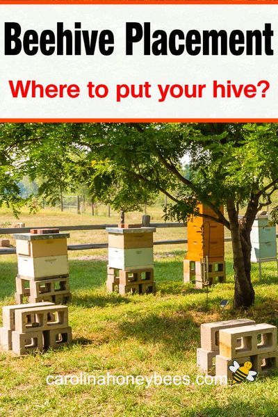 Beehive Placement, Honey Bee Farming, Backyard Beehive, Honey Bees Keeping, Bee Hives Diy, Bee Hive Plans, Backyard Bee, Beekeeping For Beginners, Bee Friendly Garden