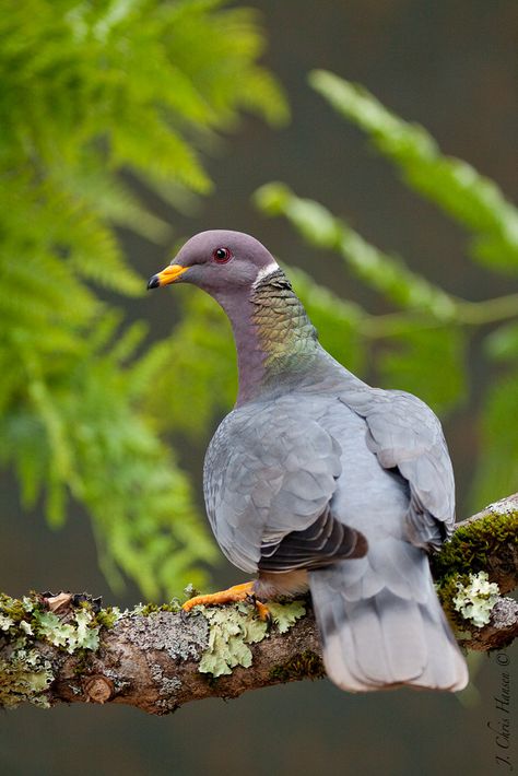 Bandtail pigeon... Bandtails are North Americas largest native pigeon species. Pigeon Species, Band Tailed Pigeon, Pigeon Pictures, Dove Pigeon, Different Birds, Bird Wings, Kinds Of Birds, Backyard Birds, Exotic Birds