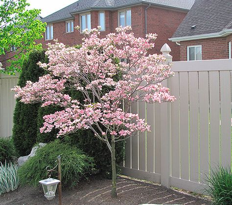 Ornamental Trees Landscaping, Kousa Dogwood, Cornus Kousa, Trees For Front Yard, Specimen Trees, Dogwood Trees, Front Landscaping, Have Inspiration, Front Yard Landscaping Design