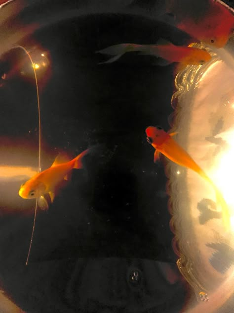 fish, aesthetic, gold, water, river, gold fish Goldfish Wallpaper Aesthetic, Golden Fish Aesthetic, Golden Fish Wallpaper, Gold Fish Aesthetic, Gold Icons Aesthetic, Gold Fish Wallpaper, Goldfish Aesthetic, Goldfish Wallpaper, River Wallpaper