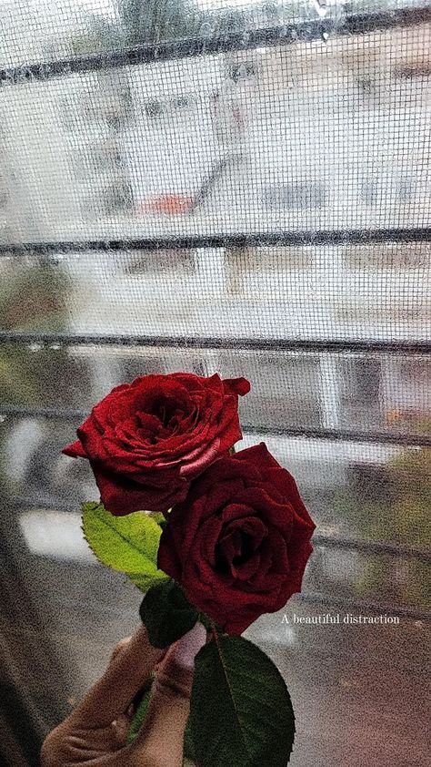 #rose Roses Instagram Story, Red Roses Quotes, Rose Captions For Instagram, Missing Friends Quotes, Rose Instagram Story, Missing Friends, Aesthetic Snap, Rose Pic, Insta Caption