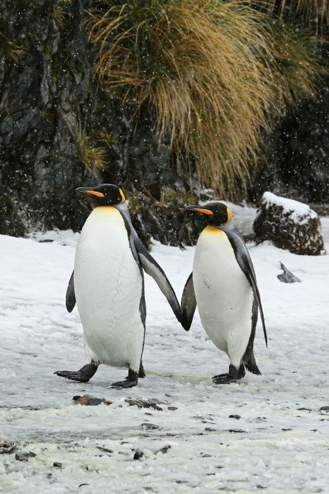 Penguin Couple, King Penguin, Penguin Love, Cute Penguins, Cute Animal Pictures, Nature Animals, Animals Friends, Love Birds, Beautiful Creatures