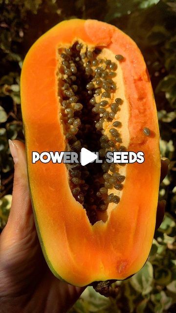 Mikella🌻 on Instagram: "I'm all about zero wastage and transformation. Seeds are so powerful and so many beings overlook that power and prefer seedless fruits or just throw them away. Seeds contain so many different minerals and nutrients that's one of the reasons why God created them, for medicine. 
I use these ground papaya seeds as a black pepper replacement in meals or I just add some in my teas in the rising. 

Here are some wonderful benefits of papaya seeds:
🧡Fights joint inflammation
🧡Helps heal infections
🧡Controls blood pressure
🧡Kidney cleanser
🧡Gets rid of parasites
🧡Cancer prevention
🧡Can be used as a natural contraception for woman
🧡Reduces menstrual pain
🧡Heals wounds
🧡Improves vision
🧡Treats gout and IBS
🧡Prevents aging
🧡Great for strengthing the immune system Papaya Seeds Benefits, Natural Contraception, Benefits Of Papaya, Papaya Seeds, Menstrual Pain, Growing Herbs, Blood Pressure, Black Pepper, Papaya