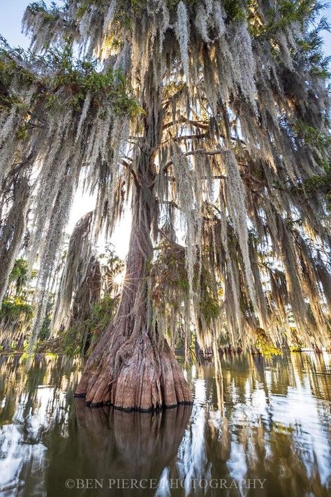 New Orleans Aesthetic, Cypress Trees, Spanish Moss, If You Love, Louisiana, New Orleans, The Sun, Lake, Sun