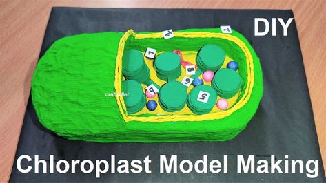 chloroplast model making for science project | biology project | craftpiller  @howtofunda ​ Biology Project Ideas High Schools, Biology Model Ideas, Microbiology Model Ideas, Models Of Cells Science Projects, Chloroplast Model, Biology Models Projects Ideas, Earth Layers Project, Science Exhibition Projects, Life Cycles Preschool