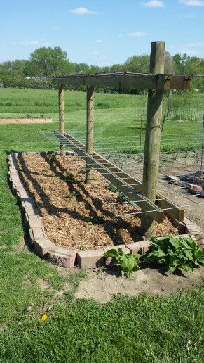 Our blackberry arbor my hubby built. Blackberry Arbor, Permaculture Projects, Backyard Hill Landscaping, Blackberry Patch, Farming Ideas, Kids Yard, Berry Patch, Landscaping On A Hill, Berry Garden