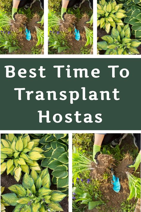 Best Time To Transplant Hostas, How To Transplant Hostas, How To Split Hostas Plants, When To Transplant Hostas, Transplanting Hostas, Transplant Hostas, Hosta Care, Shade Loving Perennials, Planting Tips