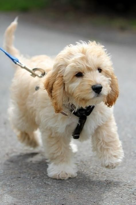 Omg!   i need this puppy!!!!!!    Cavapoo (Cavalier King Charles Spaniel and Poodle mix) Ras Anjing, Haiwan Comel, Anak Haiwan, Cele Mai Drăguțe Animale, Cockapoo Puppies, Psy I Szczenięta, Poodle Mix, Healthy Pets, White Dog