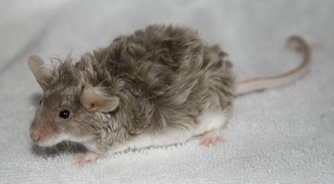 Curly Mice, Curly Rat, Curly Haired Mice, Curly Haired Mouse, Curly Mouse, Mice, Fancy Mouse, Mouse Rat, Pet Mice