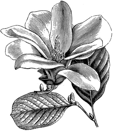 Flower and Leaves of Magnolia Conspicua Magnolia Illustration, Flower Photos Art, Pencil Drawings Of Flowers, Flower And Leaves, Engraving Illustration, Basic Drawing, Floral Drawing, Futuristic Art, Scientific Illustration