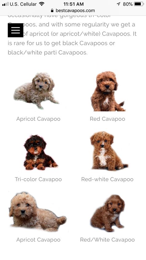 Tri Color Cavapoo, Red Cavapoo, Romantic Animals, Cute Small Dogs, Puppy Mom, Dog Mommy, Very Cute Puppies, Cavapoo Puppies, Really Cute Puppies