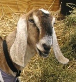 How to Manage a Goat Ranch Anglo Nubian Goats, Breeding Goats, Nubian Goat, Raising Farm Animals, Goat Care, Raising Goats, Cheese Maker, Dairy Goats, Milk Production