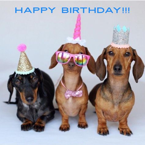 Happy Birthday Dachshund, Weeny Dogs, Dog Party Hat, Dog Birthday Hat, Dachshund Birthday, Happy Birthday Dog, Wiener Dogs, Weiners, Birthday Wishes Funny