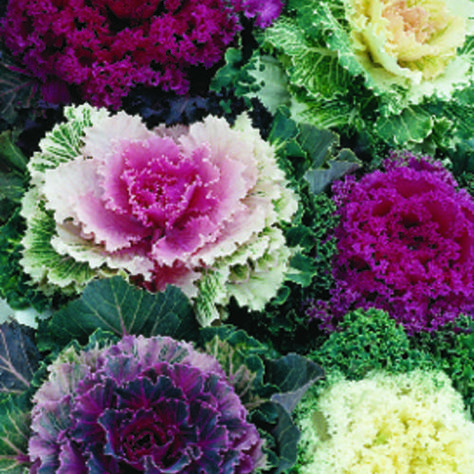 Flowering Kale, Cabbage Flowers, Brassica Oleracea, Ornamental Kale, Flower Guide, My Old Kentucky Home, Proven Winners, Cabbages, Round Vase