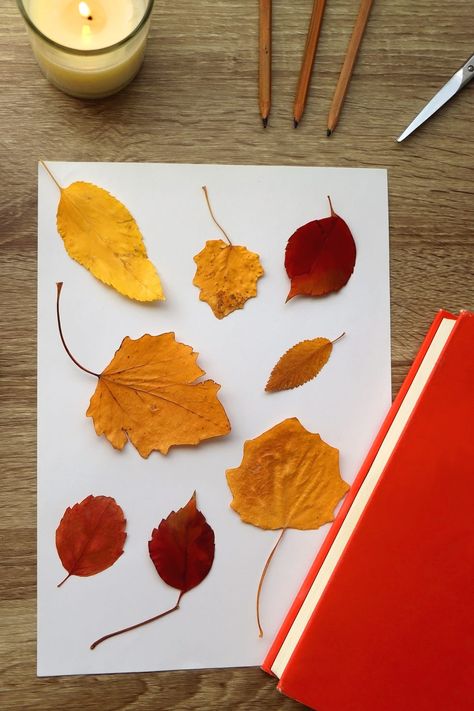 7 Easy Ways to Preserve Colorful Fall Leaves Pressed Leaves Crafts, Preserving Leaves, Preserve Fall Leaves, How To Preserve Leaves, Crafts 2023, Autumn Leaves Craft, Leaf Collage, Fun Fall Crafts, Thanksgiving Stuffing