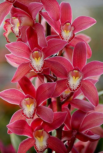 Orquidea                                                                                                                                                      Más Red Orchids, Exotic Orchids, Cymbidium Orchids, Beautiful Orchids, Orchid Flower, All Flowers, Exotic Flowers, Flower Beauty, Beautiful Blooms