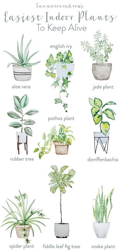 43 Ways To Make Your Home So Much Cozier Plants Indoor Decoration, Easy Indoor Plants, Fiddle Leaf Fig Tree, Pothos Plant, Rubber Tree, Plant Decor Indoor, Watercolor Plants, Keep Alive, Jade Plants