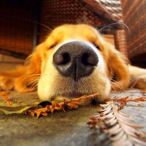 All Dog Breeds, Dog Nose, Dog Rules, Beautiful Autumn, Golden Retrievers, Cover Photo, Animals Friends, Dog Pictures, I Love Dogs