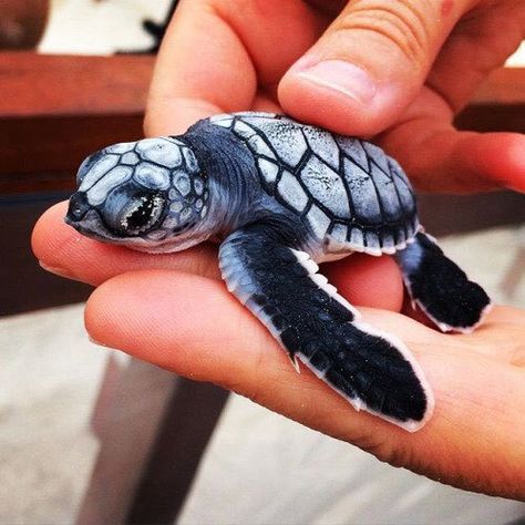 Blue turtle-are they real? Baby Sea Turtles, Baby Sea Turtle, Baby Animals Pictures, Cute Turtles, Baby Turtles, Cute Animal Pictures, Cute Creatures, Sweet Animals, Cute Little Animals