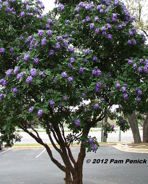 Mountain Laurel Tree, Texas Laurel Tree, Tea Olive Tree, Texas Native Garden, Houston Landscaping, Texas Trees, Fast Growing Shade Trees, Texas Mountain Laurel, Texas Landscaping