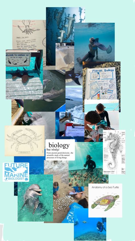 Dream Job #2- Marine Biologist Marine Biologist Aesthetic Wallpaper, Marine Biology Jobs, Biology Jobs, Oceanography Marine Biology, Biology College, My Future Job, Marine Engineering, Collage Phone Case, Marine Biologist