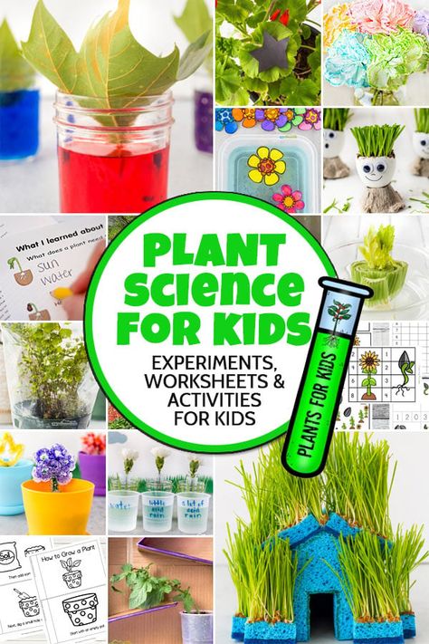 If you are teaching your child about plant science for kids, you will want to take a peak at these plant science experiments and activities! Whether you are learning about  - we've got science worksheets and projects to help kids learn. Use these ideas to round-out your science lessons with preschool, pre-k, kindergarten, first grade, 2nd grade, 3rd grade, 4th grade, 5th grade, 6th grade, 7th grade, 8th grade, 9th grade, 10th grade, 11th grade, and 12th grader. Gardening Lessons For Kids, Botany For Kids, Botany Experiments, Plant Projects For Kids, Botany Activities, Plants Science Project, Plants Science Activities, Plants Science Experiments, Nature Curriculum