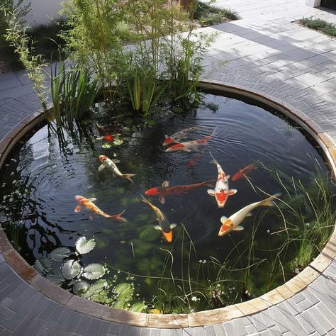 21 Circular Koi Pond Designs - Pond Informer Koi Fish And Lily Pads, Koi Fish Garden, Fish Pond Design, Pond Design Ideas, 2025 Bujo, Shrubs For Borders, Koi Pond Design, Pond Netting, Pond Aerator