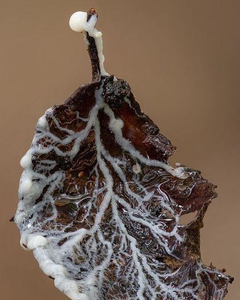 Evelyn, Tasmania, Australia on Instagram: "Putting the slime back in slime mould on #slimemoldsunday . (because it's sure to still be Sunday somewhere in the world!) . I love the patterns that this plasmodium is creating on the leaf while it's at the feeding stage and I wonder what it will be when it grows up . . . . . #myxomycetes #slimemoulds #slime #bio_sapiens #leaves #plasmodium #slimemold #macrophotography #mycology #myxo #CSIRO #macrophotographie #slimemoldsofinstagram #supermacroworld #m Mycelium Network, Mold Drawing, Moldy Food, Beautiful Fungi, Slime Mold, Somewhere In The World, Art Final, Organic Patterns, Slime Mould