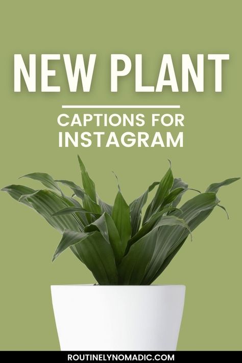 Potted indoor plant with words New Plant Captions for Instagram Plant Captions, Plant Mom Aesthetic, Mom Aesthetic, Plants Quotes, Outdoor Plant, Captions For Instagram, Perfect Plants, Plant Mom, Mom Quotes