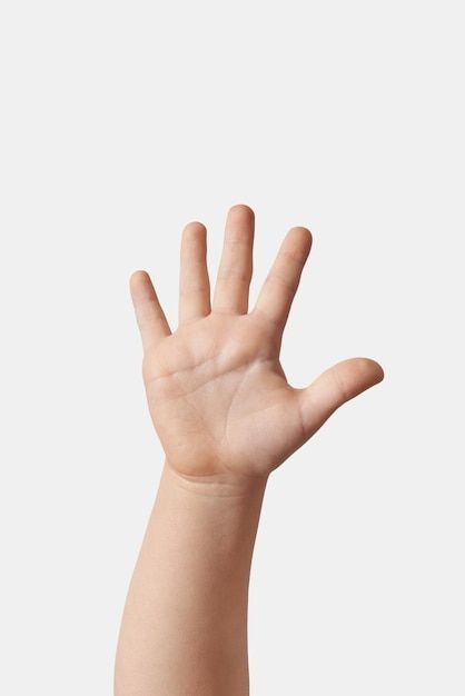 Free photo child hand counting on finger... | Free Photo #Freepik #freephoto #five-fingers #finger-up #man-hand #human-hand Hand Anatomy, Child Hand, Hand Games, Cat Collage, Man Hand, Pointing Hand, Counting On, Take Five, Hand Drawing Reference