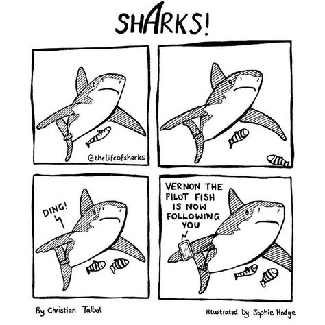 25 Comics We Made That Put Funny Words Into The Mouths Of Big Fish: The Life Of Sharks Shark Jokes, Facts About Sharks, Best Comics, Witty Humor, Shark Facts, Definitely Maybe, Sharks Funny, Oh My Heart, Science Nerd