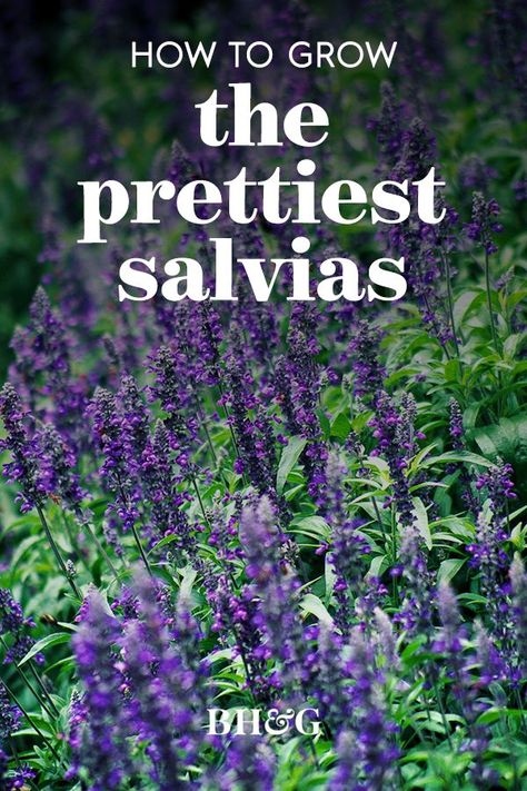 The stunning variety, 'Evolution', won an All-America Selections award for its masses of deep violet-purple flowers appearing summer into fall. It's more compact than many other types of blue salvia and produces more flower spikes. #gardening #gardenideas #gardentips #salvias #gardenlandscaping #bhg Roses And Salvia Garden, Blue Salvia Landscaping, Victoria Blue Salvia, May Night Salvia Landscape, Tall Purple Flowers Perennials, Purple Salvia Perennials, Silvia Flower, Salvia Plant Landscaping, Purple Garden Ideas