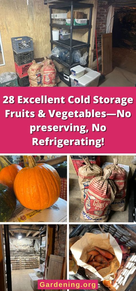 28 Excellent Cold Storage Fruits & Vegetables—No preserving, No Refrigerating! Cold Storage Room Ideas, Freezing Vegetables, Food Safety Tips, Vegetable Boxes, Storing Vegetables, Igloo Cooler, Root Cellar, Backyard Flocks, Types Of Fruit