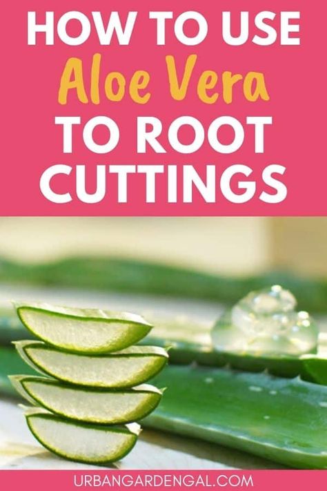 Aloe Vera Rooting Hormone, Propagate Aloe Vera, Plant Fertilizer, Planting Tips, Rooting Hormone, Brown Spots Removal, Plant Propagation, Aloe Gel, Aloe Vera Plant