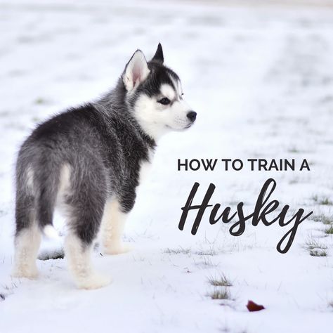 Five Key Principles of Training a Husky - PetHelpful Husky Puppy Training, Husky Facts, Husky Training, Siberian Husky Facts, Husky Tattoo, Miniature Husky, German Shepherd Husky Mix, Dogs Husky, Puppy School