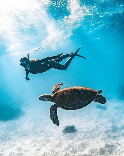 Scuba Diving Aesthetic, Lone Pine Koala Sanctuary, Underwater Pictures, Diy Tank, Ocean Girl, Turtle Tank, Australian Travel, Turtle Love, Life Aesthetic