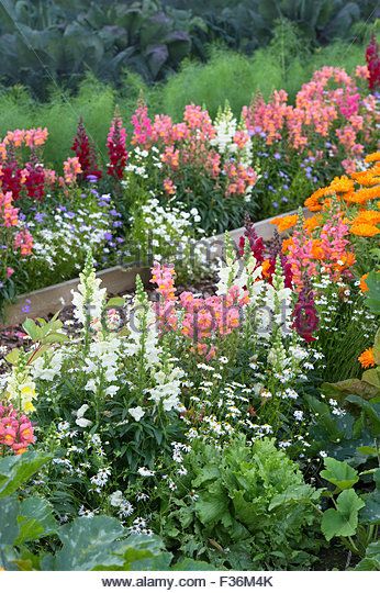 Antirrhinum majus. Snapdragon and pot marigold flowers in a garden border. Harmony Gardens, Melrose, Scotland - Stock Image Snapdragon Landscaping, Snapdragon Garden Ideas, Snapdragon Flowers In Pots, Melrose Scotland, Scotland Cottage, Pot Marigold, Snapdragon Flowers, Marigold Flowers, Garden Border