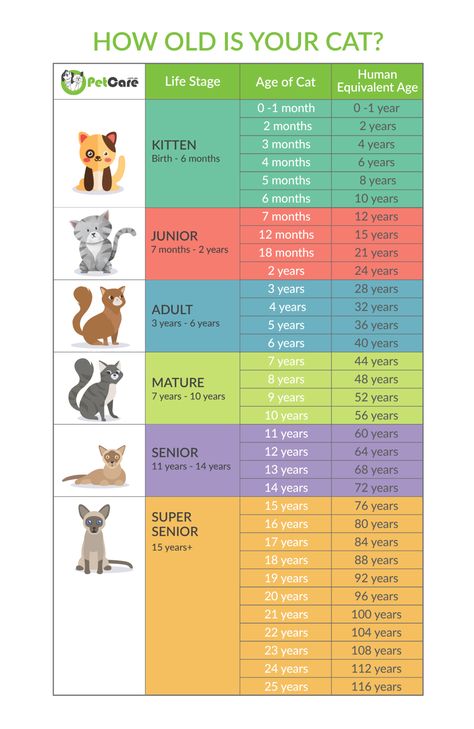 Cat Years Chart to human years infographic Cat Years Chart, Cat Age Chart, Cat Age, Cat Years, Cat Ages, Cat Info, Dog Years, Charts And Graphs, Old Cats