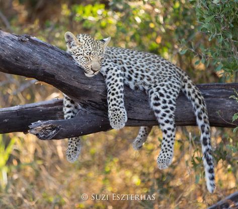 Suzi Eszterhas Photography •• A Four-month-old leopard cub asleep in tree in the Okavango Delta, Botswana. Jungle Lounge, Big Cat Species, Safari Animal Nursery, Animal Prints Nursery, Nursery Decor Safari, Baby Animal Prints Nursery, Jungle Painting, Newborn Animals, Leopard Baby