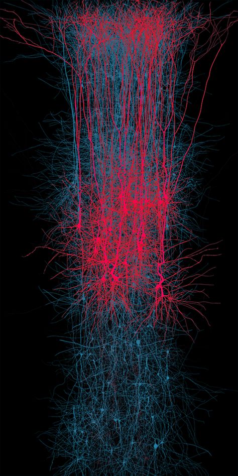 An in silico network of thick-tufted layer 5 pyramidal cells in a digital reconstruction of brain's neocortical microcircuitry. Gallery | EPFL Futuristic Line Art, Molecule Illustration, Brain Project, Microscopic Cells, Fluorescence Microscopy, Neuroscience Art, Microscopic Photography, Heat Map, Neural Network