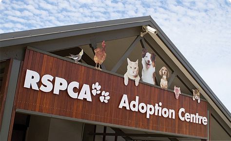 RSPCA - Adoption Centres Places In Melbourne, Animal Rescue Center, Adoption Center, Pet Clinic, Dog Rescue, Cat Shelter, Cat Care, Cat Rescue, Cat Adoption