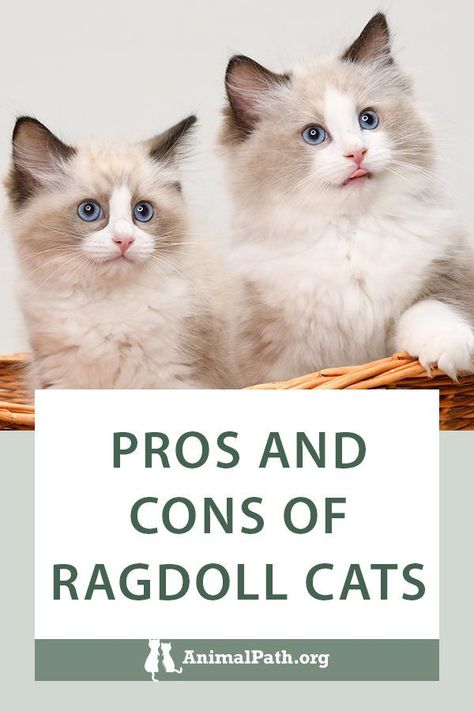 Types Of Ragdoll Cats, Brown Ragdoll Cat, Ragdoll Cat Aesthetic, Mink Ragdoll, Ragdoll Cat Breeders, Small Cat Breeds, Ragdoll Cat Colors, Ragdoll Cat Breed, Large Cat Breeds